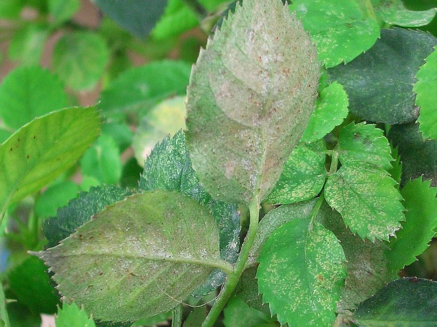 害蟲“抗藥”怎么辦？專家開出新處方
