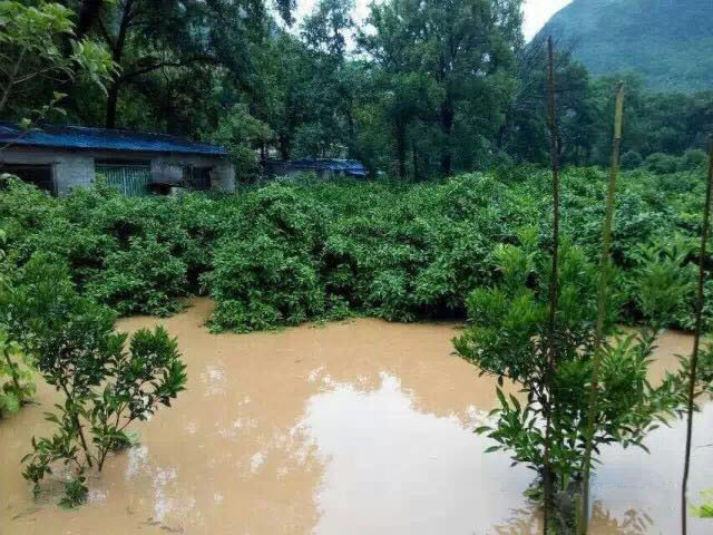 水災(zāi)后柑橘樹如何護(hù)理？